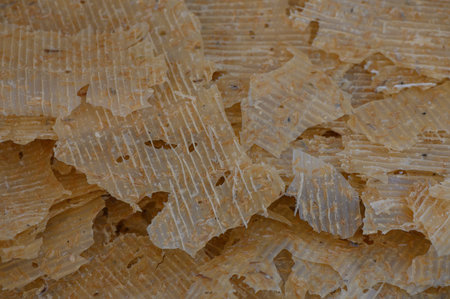 Sheets catch sun rays in a bright room, creating a tranquil, translucent atmosphere.の写真素材