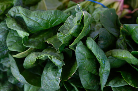 Lush green spinach leaves lie side by side, showing their rich texture and vitality. The vibrant...