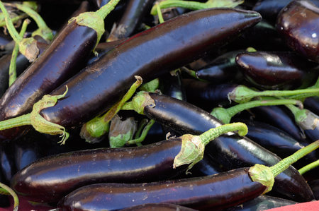Bountiful harvest of glossy eggplants rests together under a warm afternoon sun, showing their rich purple hue.の写真素材