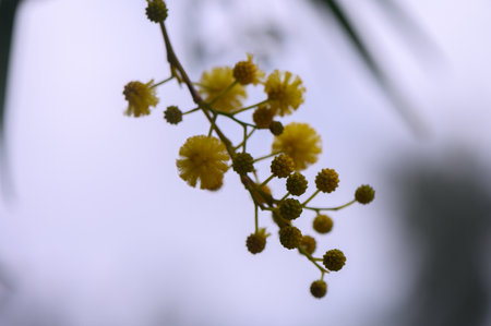 Vibrant yellow flowers sway lightly on their thin stems, set against a soft gray sky. The fresh...