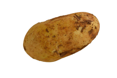 A potato, covered in soil, reveals its natural form.の写真素材