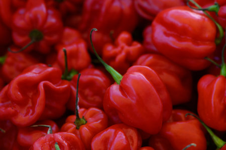 Bright and plump habanero peppers fill the frame, showing their deep red color and unique shapes. A bustling market atmosphere surrounds these spicy delights, inviting exploration.の写真素材