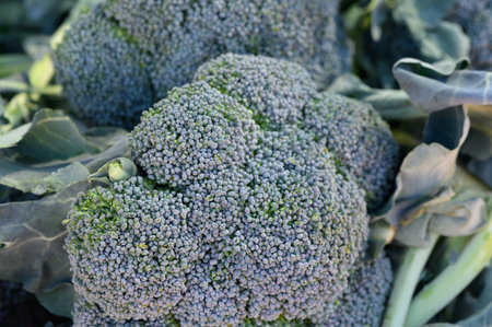 Freshly harvested broccoli showcasing vibrant green hues from a sunny organic farmの写真素材