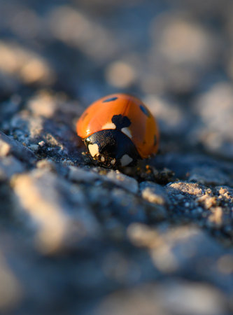 Vibrant ladybug crawls on a textured surface during golden hour, capturing the essence of natures...