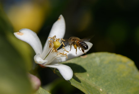 A busy bee flits from blossom to blossom, gathering pollen from a pristine white flower under the...