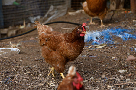 A group of lively brown hens explores a dusty farmyard, scratching at the ground for food and basking in the warm sun, creating a cheerful atmosphere on a sunny afternoon.の写真素材