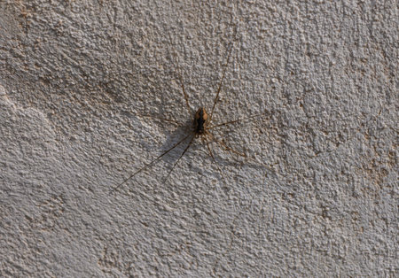Small and intricate, a spider moves gracefully across the rough wall texture under the warm afternoon sunlight, exhibiting nature's delicate artistry and balance.の写真素材