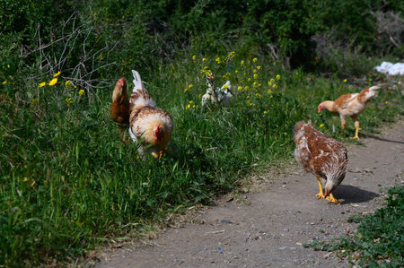 Brightly colored chickens wander along a dirt path, surrounded by lush greenery and wildflowers. The warm sun bathes the scene, creating a lively atmosphere in the countryside.の写真素材