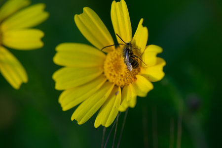 A bee busily gathers nectar from a bright yellow flower, showing the beauty of nature. Sunlight...