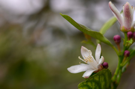 Soft white citrus flowers, surrounded by tender green leaves and small purple buds, grace a tranquil garden in early spring sunlight, showing the beauty of nature's rebirth.の写真素材