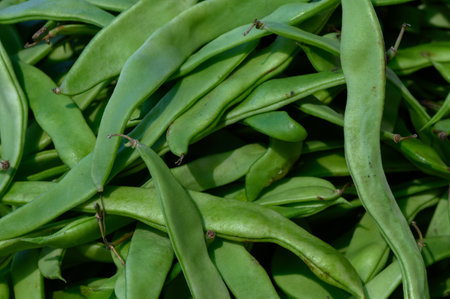Lush green beans glisten in the sunlight, showing their vibrant color and freshness. They are...