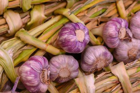 Clusters of purple and white garlic bulbs rest against a backdrop of green stems, radiating freshness and earthy vitality. This rustic display captures the essence of a rich harvest.の写真素材