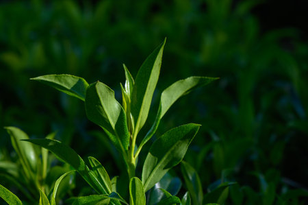 Delicate green leaves rise gracefully, illuminated by soft sunlight. This serene garden captures the essence of nature's beauty, celebrating life and growth in tranquility.の写真素材