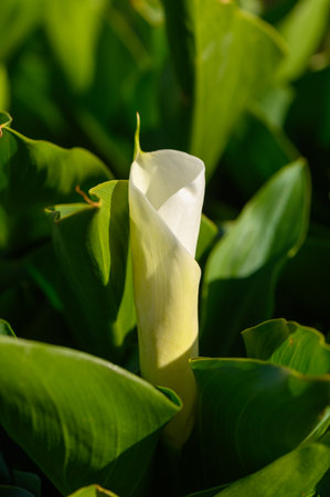 A pristine white calla lily stands tall among vibrant green leaves, showing its delicate petals.の写真素材