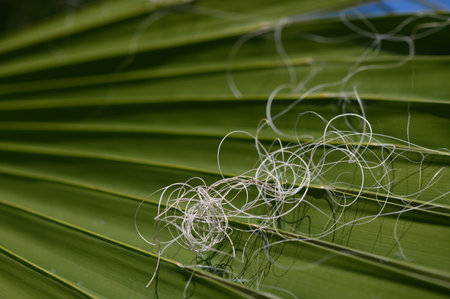 Delicate fibers mingle atop a lush green palm leaf, illuminated by warm sunlight.の写真素材