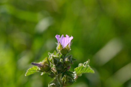 A vibrant purple flower stands gracefully above the verdant grass in a serene meadow. Morning sunlight illuminates the petals, creating a tranquil and uplifting atmosphere.の写真素材