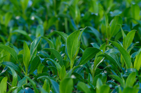 Fresh and healthy tea plants flourish in a rich green landscape, basking in the gentle glow of...
