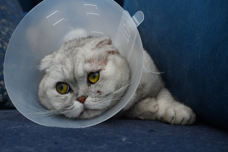 A gray cat with striking yellow eyes lies comfortably on a blue couch, donning a protective cone...
