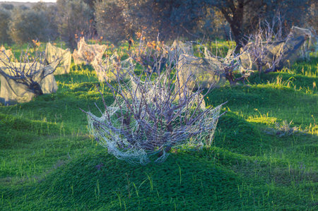 In a tranquil olive grove at dusk, newly planted trees are wrapped in delicate webs, offering...