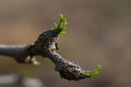 Fresh green leaves sprout from a rugged tree branch, signaling the arrival of spring in a peaceful...