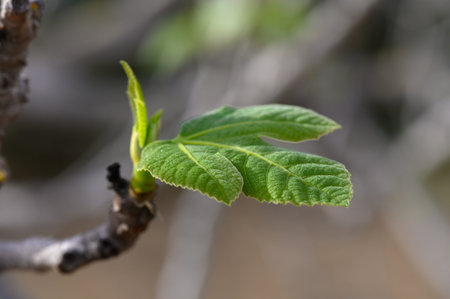 Green fig leaves burst out from branches, soaking up sunlight. This vibrant growth signals the...