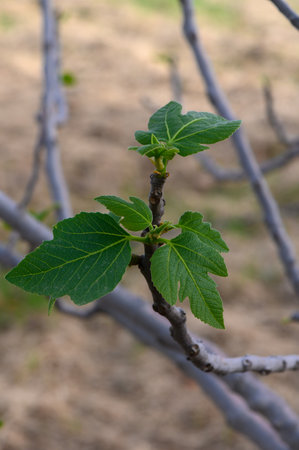 Fresh green fig leaves emerge on a slender branch, basking in the soft spring sun. This vibrant...
