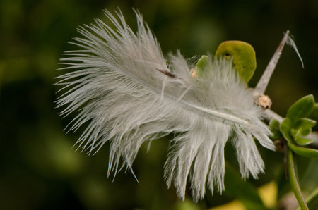 Soft, white feathers glimmer in the gentle morning sunlight, delicately perched on fresh green leaves amidst the rich foliage of a tranquil forest. Nature's beauty on display.の写真素材