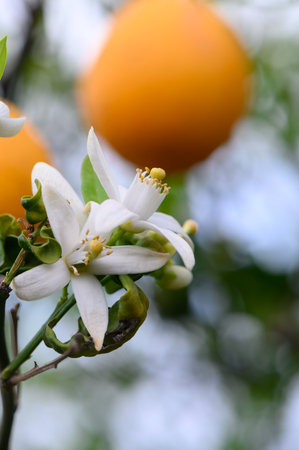 Delicate white flowers bloom on a tree, with vibrant oranges hanging above them in bright sunlight. The tranquil orchard exudes freshness and vitality on a warm day.の写真素材
