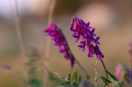 A cluster of vivid purple flowers captures the enchanting light of a late afternoon. The petals seem to dance in the gentle breeze, embodying the beauty of nature's palette.の写真素材