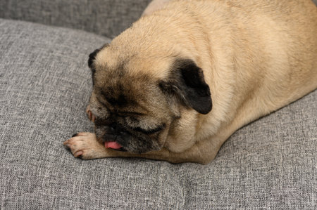 A charming pug is nestled comfortably on a plush gray couch, indulging in a cozy moment while licking its paw. The atmosphere is relaxed and inviting, perfect for pet lovers.の写真素材