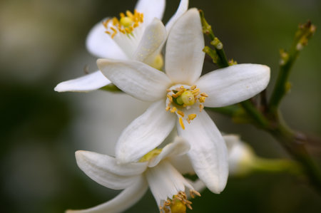 In a serene garden, clusters of pure white flowers showcase their delicate petals and vibrant yellow stamens. The fresh green leaves create a perfect backdrop, capturing the essence of spring.の写真素材