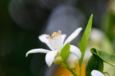 A stunning white flower with soft petals and vibrant green leaves emerges in a garden bathed in warm sunlight, showing nature's artistry and tranquility.の写真素材