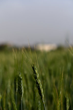 Golden stalks of wheat wave gracefully in the gentle breeze, creating a serene atmosphere in the lush green fields. A distant landscape adds to the countryside charm on a warm day.の写真素材