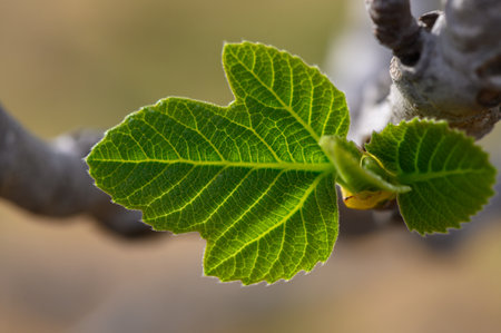 A fresh fig leaf glistens in the warm sunlight, showing its intricate veins. Set against a rugged branch, this moment captures the beauty of nature's awakening in a peaceful garden.の写真素材