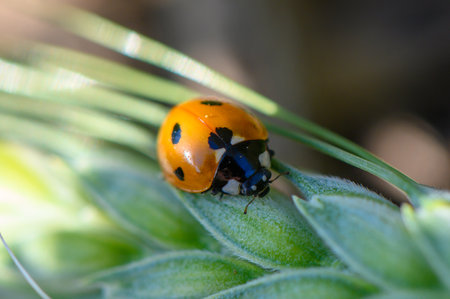 A vibrant ladybug with striking red and black spots explores a lush green leaf under soft morning light, showing nature's beauty and fragility.の写真素材