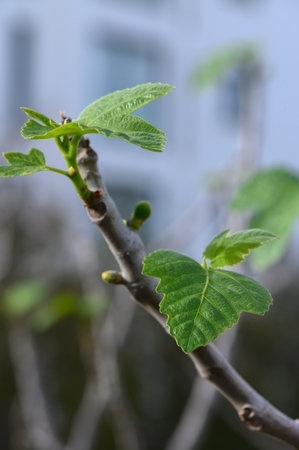New green leaves stretch towards the sun on a delicate branch, surrounded by a blurred urban...