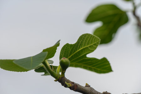Lush green leaves adorn a fig tree branch, showcasing a budding fig fruit under a soft,...