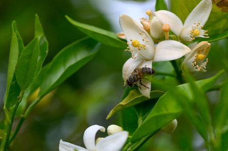 Vibrant green leaves surround a cluster of white flowers, where honeybees are busy collecting...