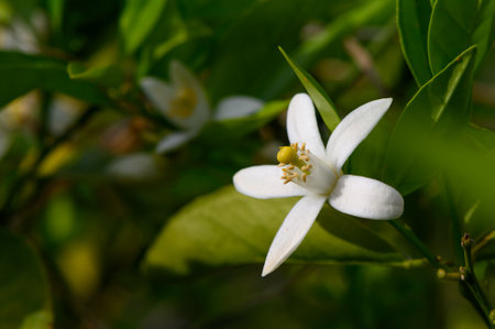 In a sunlit garden, delicate white flowers bloom amid rich green leaves, embodying the freshness and beauty of spring. Nature's vibrant colors enhance the tranquil atmosphere.の写真素材