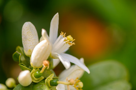 Fresh citrus blossoms display their pristine white petals against a vibrant green backdrop,...