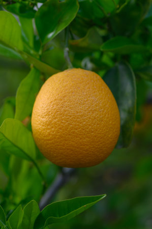A single, ripe orange dangles from a tree branch amidst vibrant green leaves in a sunlit orchard.の写真素材
