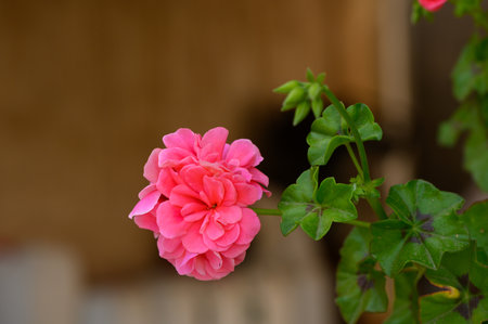 A striking pink flower stands out against its verdant surroundings, basking in the warm sunlight....