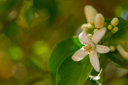 Delicate white citrus flowers bloom amidst lush green leaves, creating a picturesque setting....
