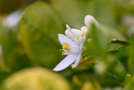 Delicate white petals unfold amidst lush green foliage, showing the beauty of nature in spring.の写真素材