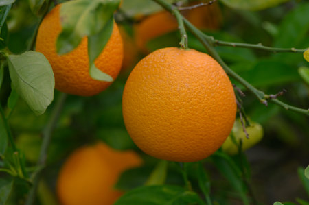 Lush green leaves cradle plump, bright oranges in a sunlit orchard. The ambiance captures the essence of a fruitful harvest, signaling abundance and nature's bounty.の写真素材