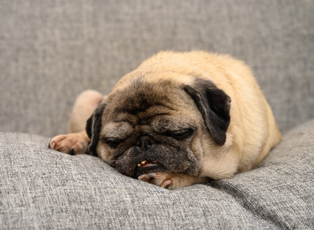 A cute pug peacefully snoozes on a soft gray cushion, surrounded by a calm living room ambiance. The warm sunlight highlights its delightful features, enhancing the serene atmosphere.の写真素材
