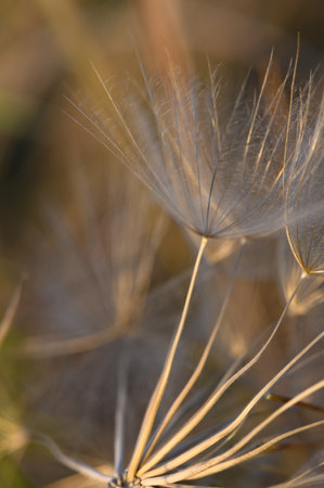 Soft dandelion seeds are illuminated by the golden light of sunset, gently swaying in the breeze....