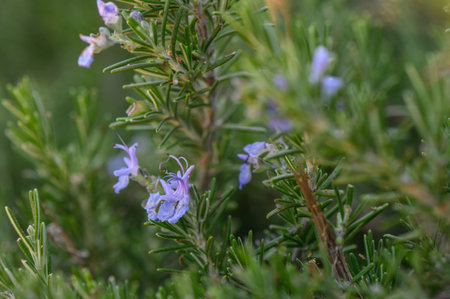 A vibrant rosemary bush thrives in a sunlit garden, showing clusters of delicate purple flowers amidst lush, fragrant green leaves. The air is filled with hints of spring.の写真素材