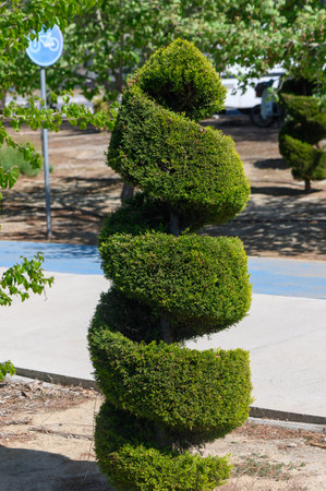 A striking spiral topiary stands tall along a paved path in a tranquil park. This beautifully shaped shrub captures attention on a sunny day, inviting peaceful strolls among nature.の写真素材