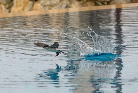 In the early morning light, a bird skims over a serene pool's surface, causing splashes as it takes flight. The calm water reflects the beautiful surroundings, enhancing the peaceful atmosphere.の写真素材